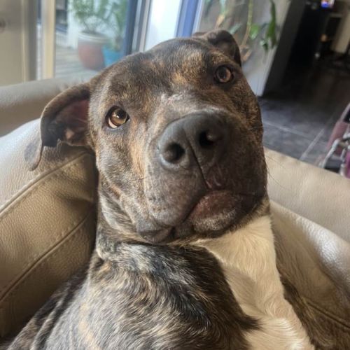 Tigrou cherche une famille