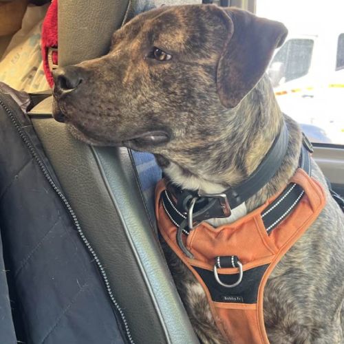 Tigrou cherche une famille #2