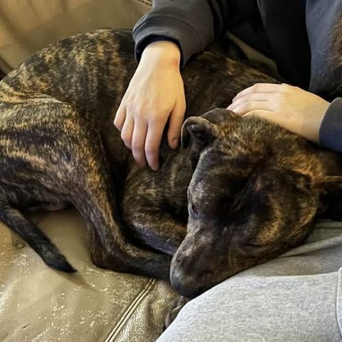 Tigrou cherche une famille