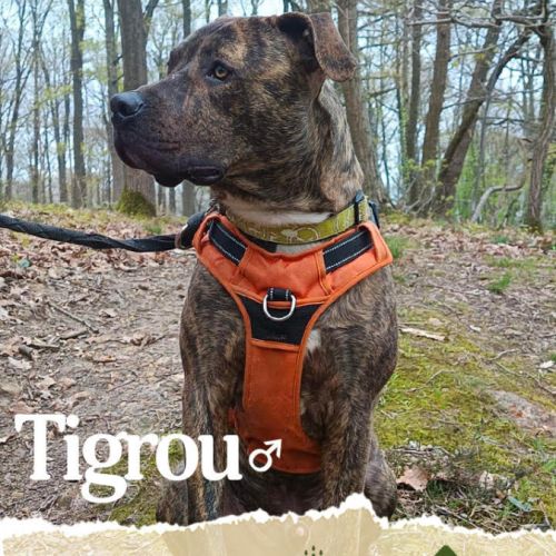 Tigrou cherche une famille #2