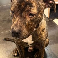 Tigrou cherche une famille #2