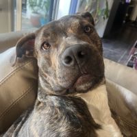 Tigrou cherche une famille #0