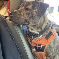 Tigrou cherche une famille #2