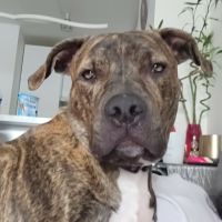 Tigrou cherche une famille #3