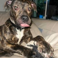 Tigrou cherche une famille #3