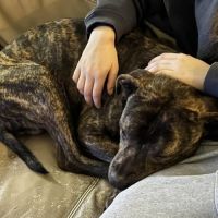 Tigrou cherche une famille