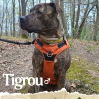 Tigrou cherche une famille #2