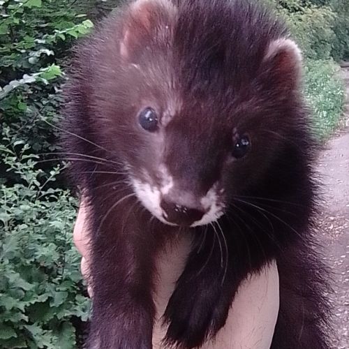 Furet noir bouche de lait