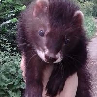 Furet noir bouche de lait