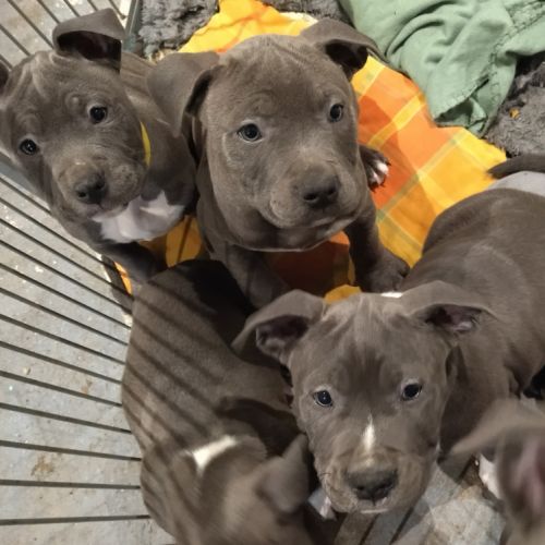 Chiot américain staffordshire terrier a vendre #0