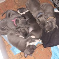 Chiot américain staffordshire terrier a vendre #1