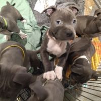 Chiot américain staffordshire terrier a vendre #3