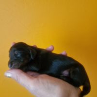 Male teckel noir marqué fauve