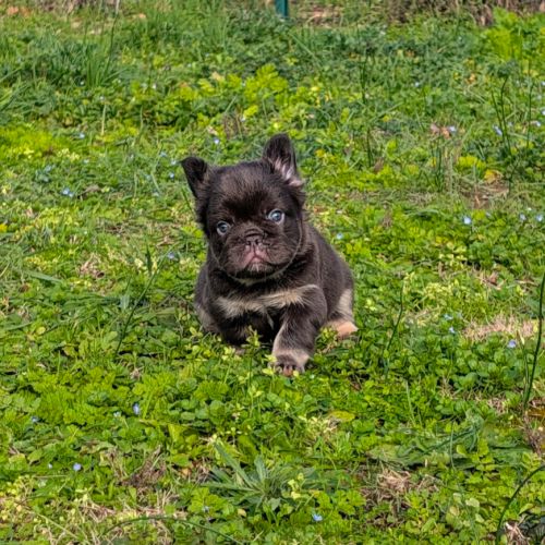 Chiots bouledogue français exotique fluffy #0
