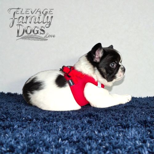 Chiots bouledogue français exotique fluffy