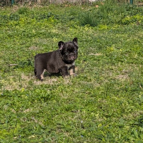 Chiots bouledogue français exotique fluffy #5