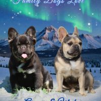 Chiots bouledogue français exotique fluffy #1