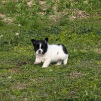 Chiots bouledogue français exotique fluffy #2