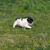 Chiots bouledogue français exotique fluffy #3