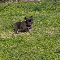 Chiots bouledogue français exotique fluffy #5