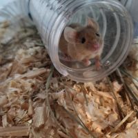 Souris mâle à donner