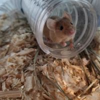 Souris mâle à donner #2