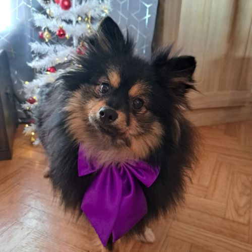 Spitz type intermédiaire petit #3