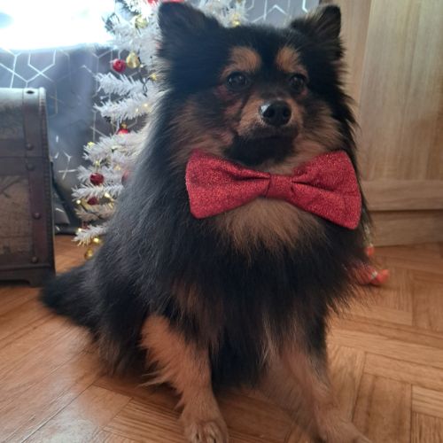 Spitz type intermédiaire petit #4