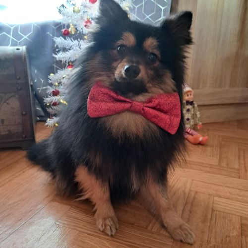 Spitz type intermédiaire petit #5