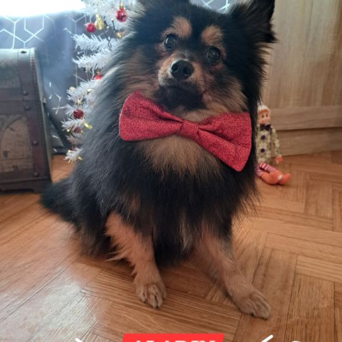 Spitz type intermédiaire petit #0