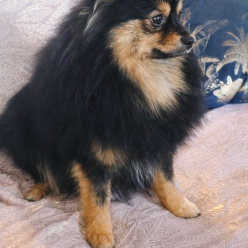 Spitz type intermédiaire petit #6