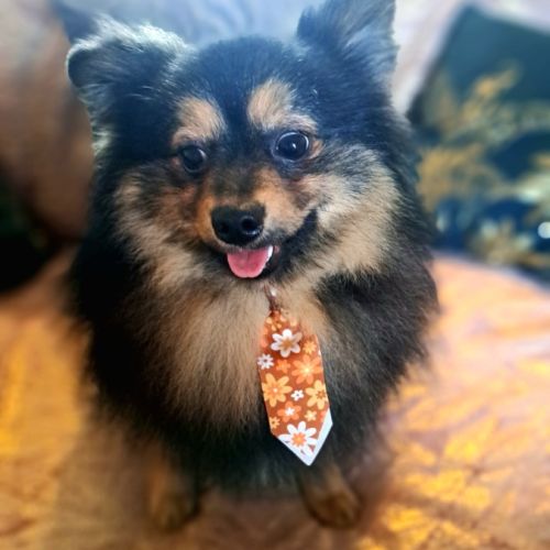 Spitz type intermédiaire petit