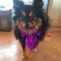 Spitz type intermédiaire petit #1