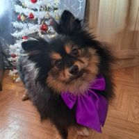 Spitz type intermédiaire petit #2