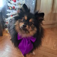 Spitz type intermédiaire petit #3