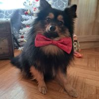 Spitz type intermédiaire petit #5