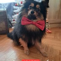 Spitz type intermédiaire petit