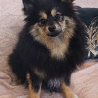 Spitz type intermédiaire petit #4