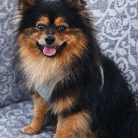 Spitz type intermédiaire petit