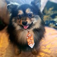 Spitz type intermédiaire petit