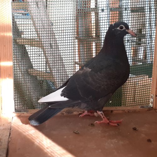 Jeunes pigeons noirs ou noirs à vol blanc #1