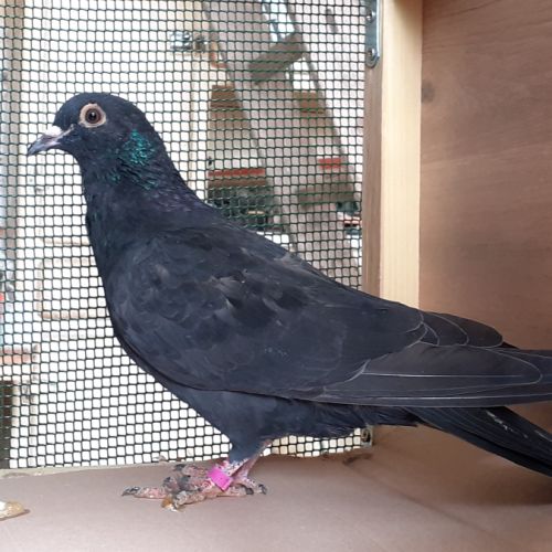 Jeunes pigeons noirs ou noirs à vol blanc #5