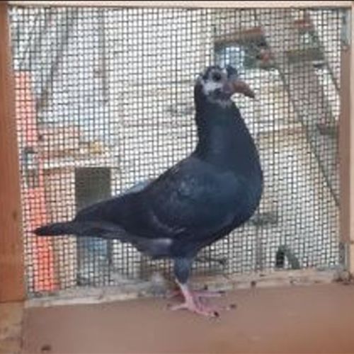 Jeunes pigeons noirs ou noirs à vol blanc #6