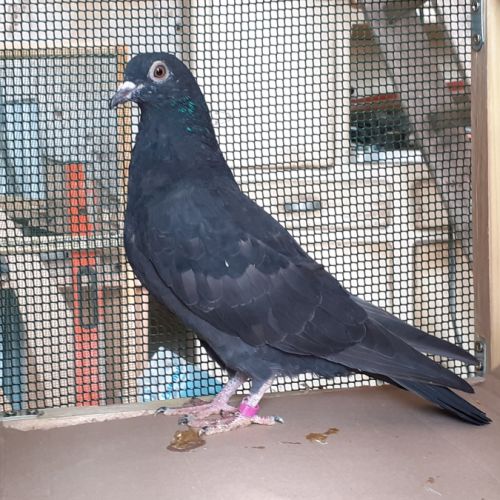 Jeunes pigeons noirs ou noirs à vol blanc #7