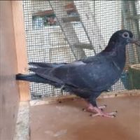 Jeunes pigeons noirs ou noirs à vol blanc