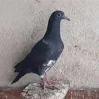 Jeunes pigeons noirs ou noirs à vol blanc #3