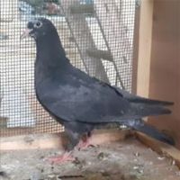 Jeunes pigeons noirs ou noirs à vol blanc #4