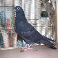 Jeunes pigeons noirs ou noirs à vol blanc #7