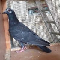 Jeunes pigeons noirs ou noirs à vol blanc #8