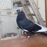 Jeunes pigeons noirs ou noirs à vol blanc #9